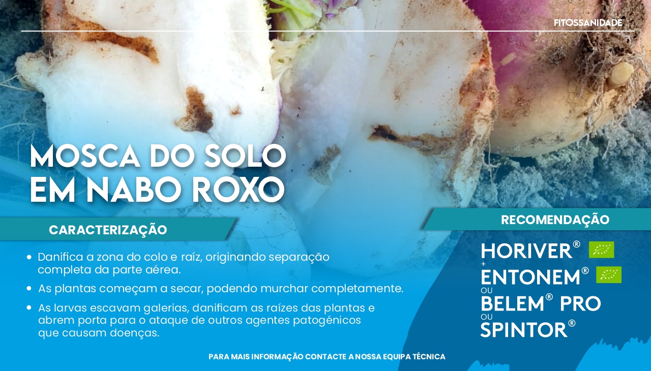 MOSCA DO SOLO EM NABO ROXO