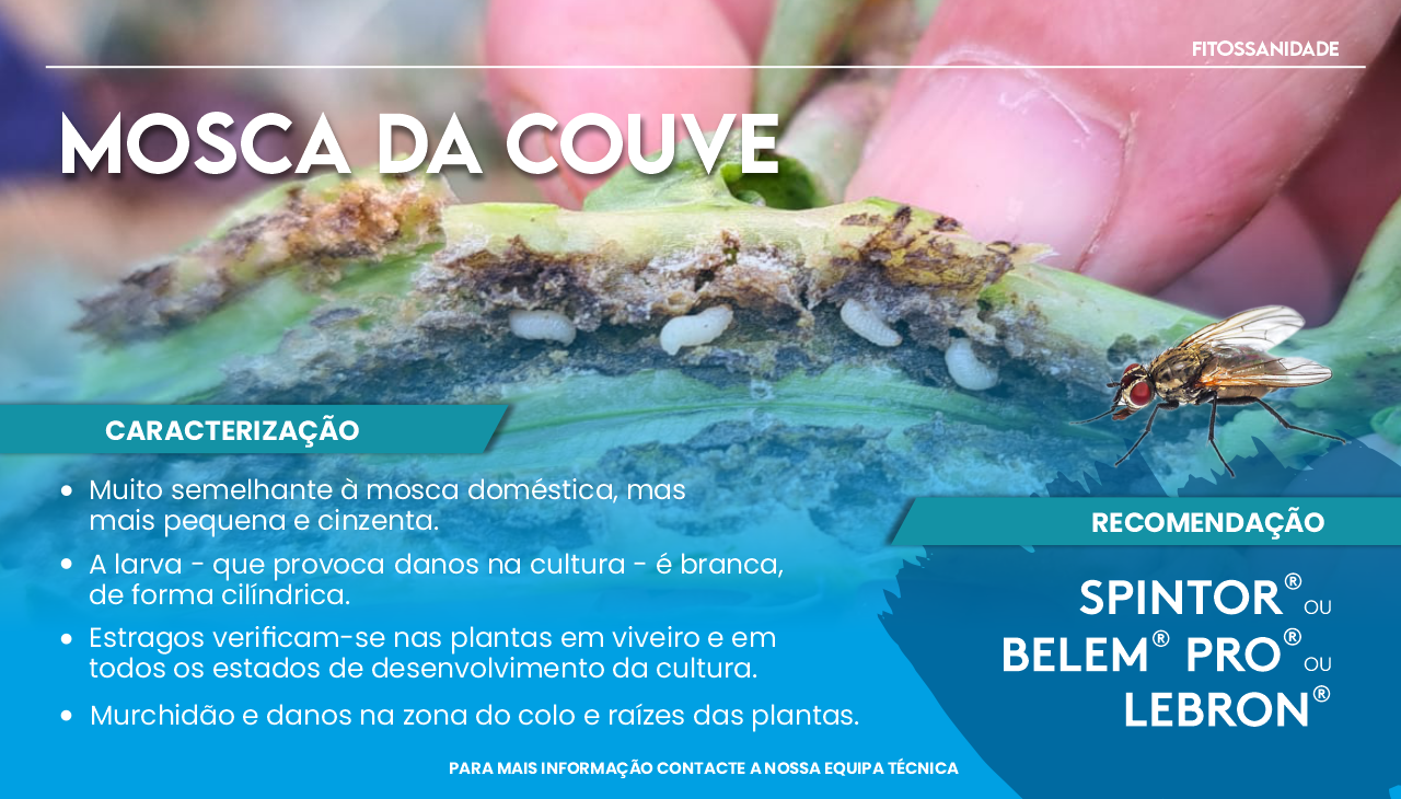 MOSCA DA COUVE