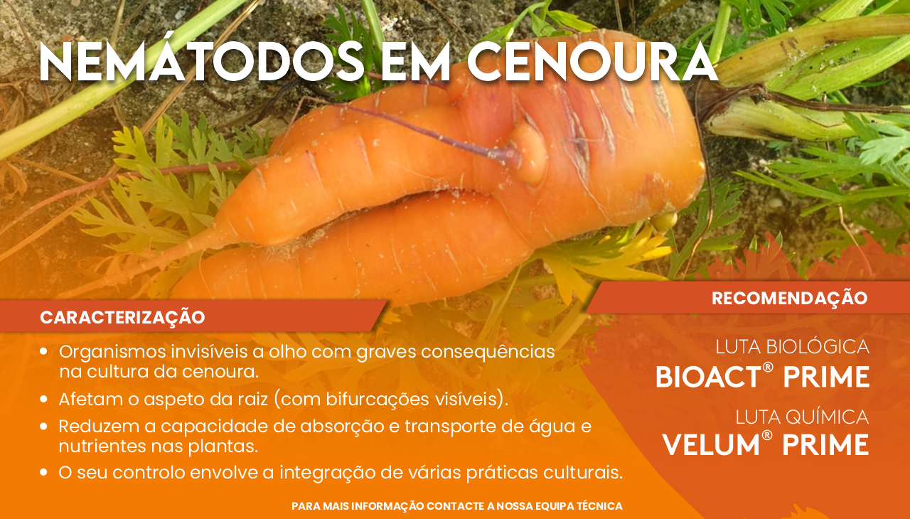 NEM�TODOS EM CENOURA