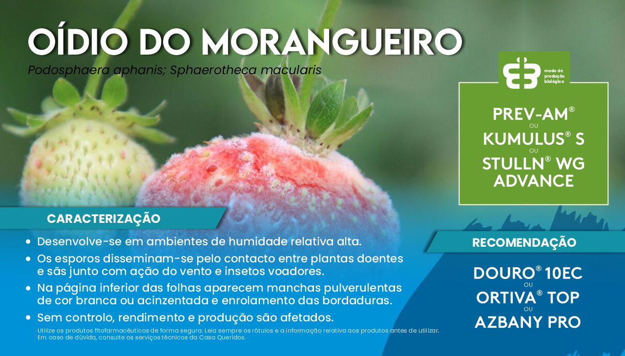 O�DIO DO MORANGUEIRO