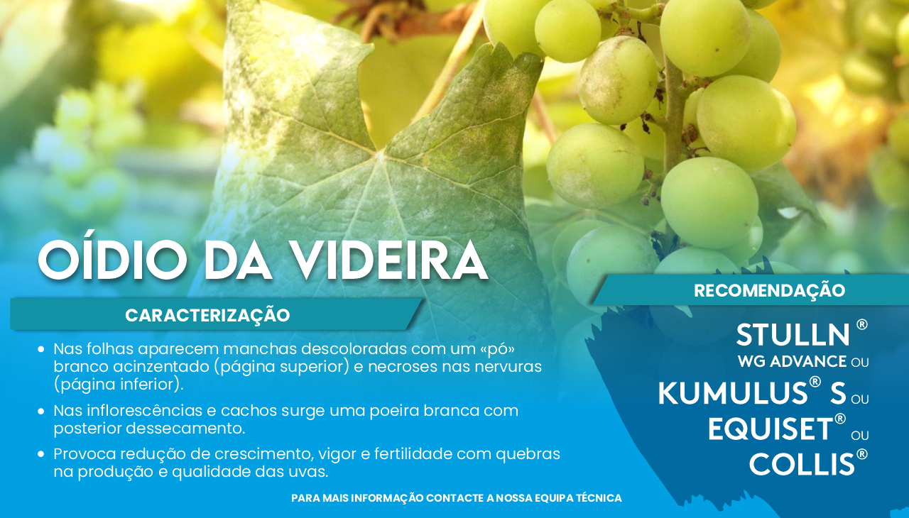 O�DIO DA VIDEIRA