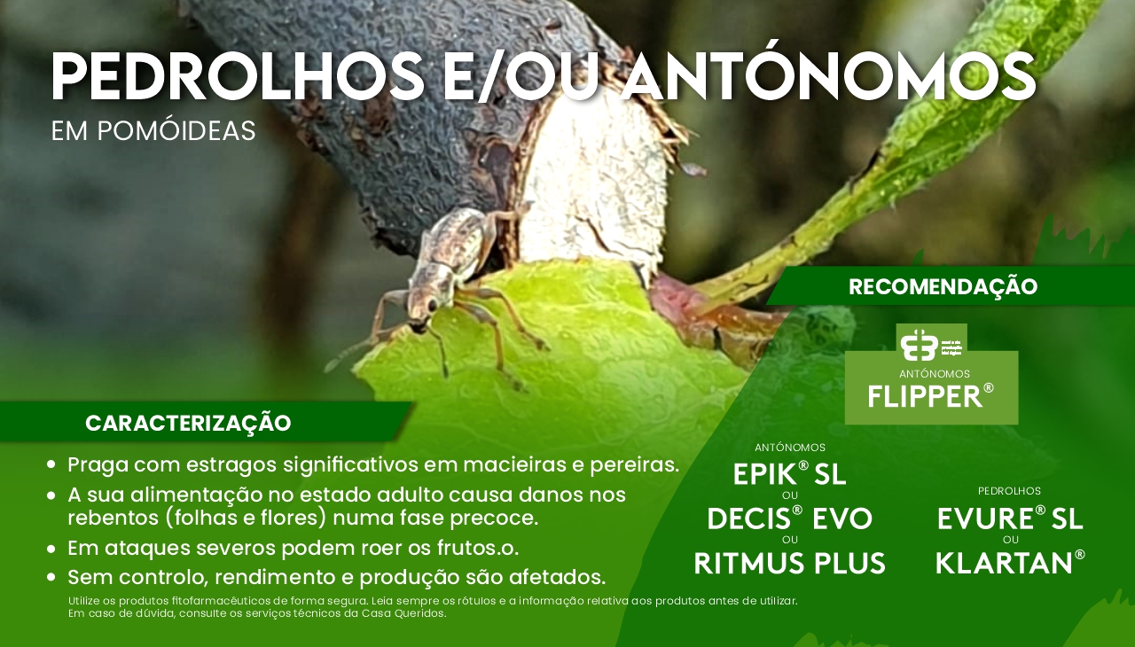 PEDROLHOS E/OU ANT�NOMOS EM POM�IDEAS