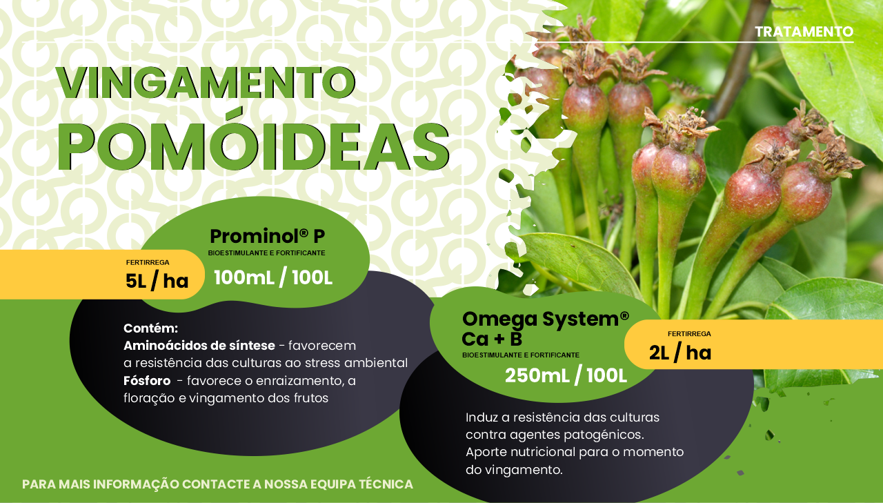 VINGAMENTO POM�IDEAS