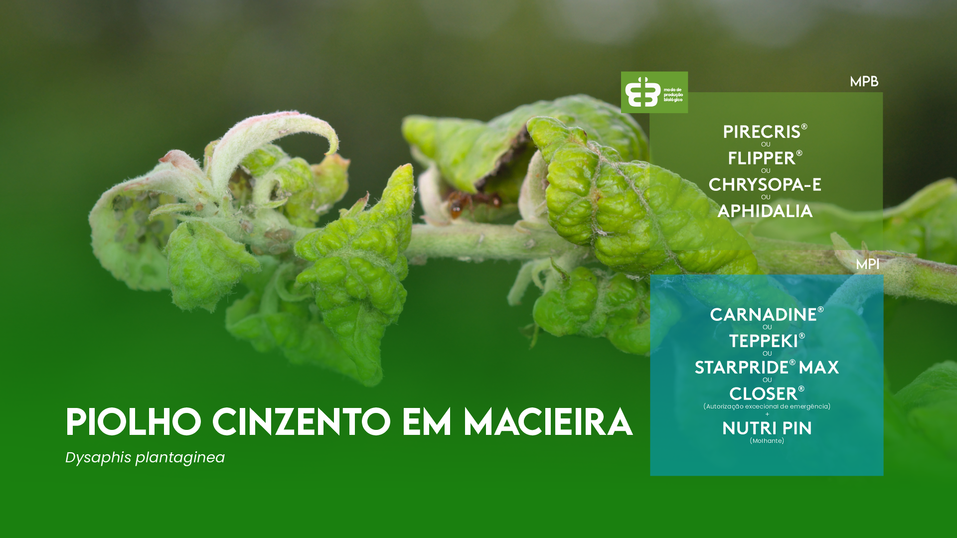 PIOLHO CINZENTO DA MACIEIRA