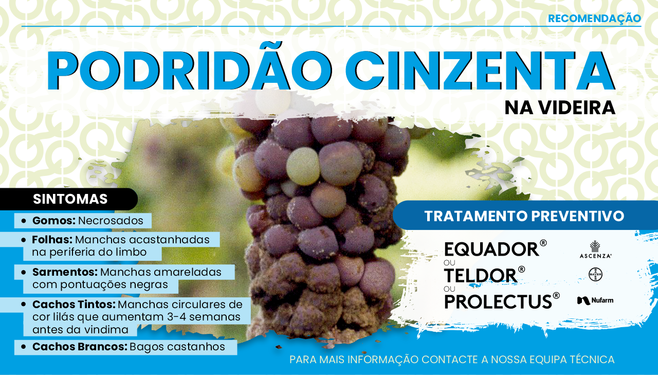 PODRID�O CINZENTA DA VIDEIRA