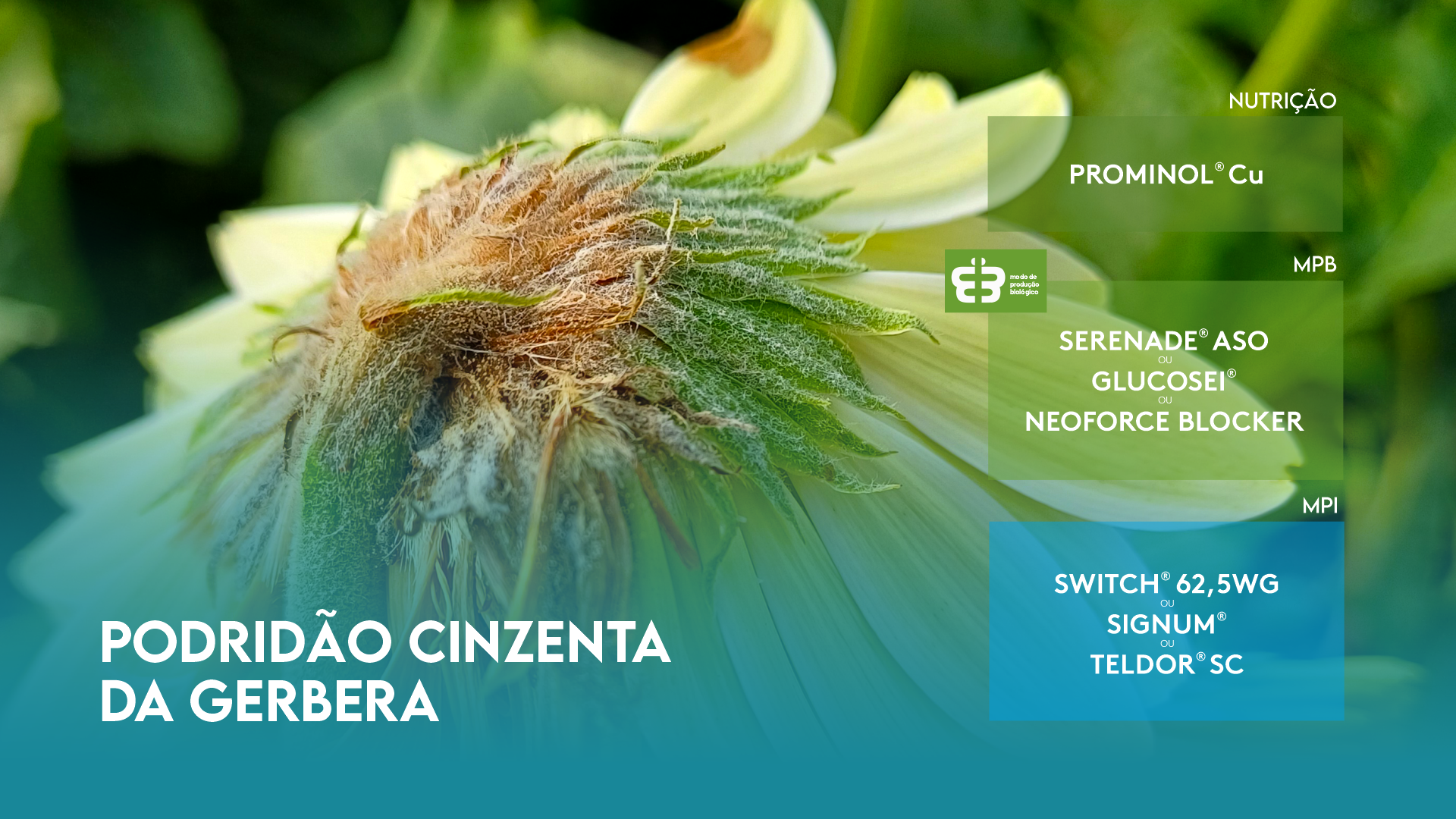 PODRID�O CINZENTA DA GERBERA