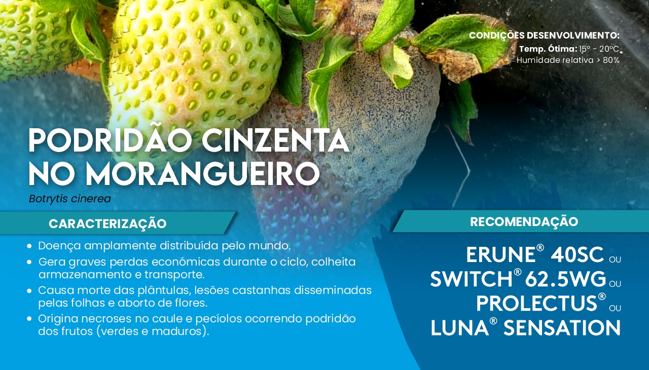 PODRID�O CINZENTA NO MORANGUEIRO