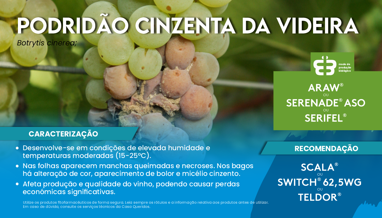 PODRID�O CINZENTA NA VIDEIRA