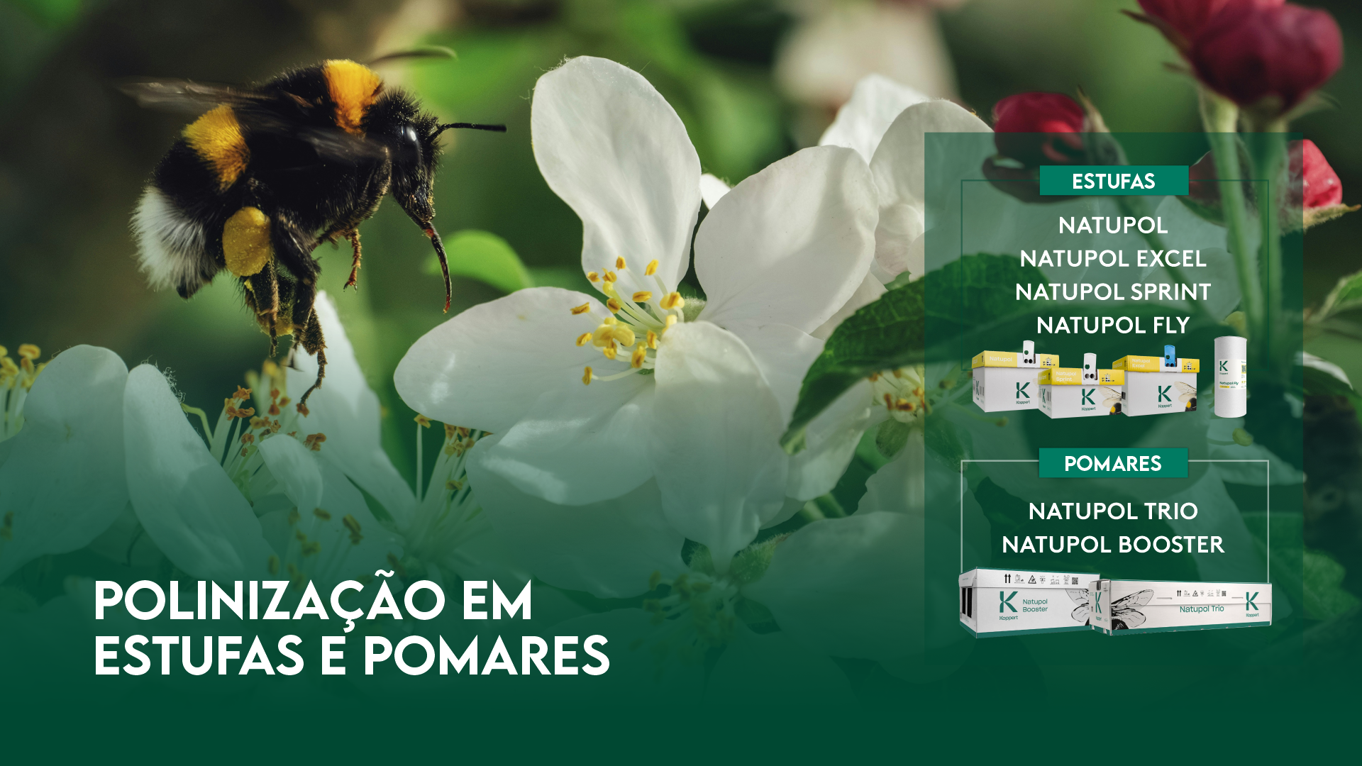 POLINIZA��O EM ESTUFAS E POMARES