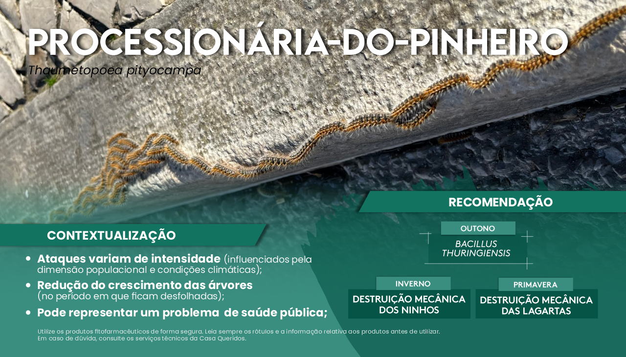 PROCESSION�RIA-DO-PINHEIRO