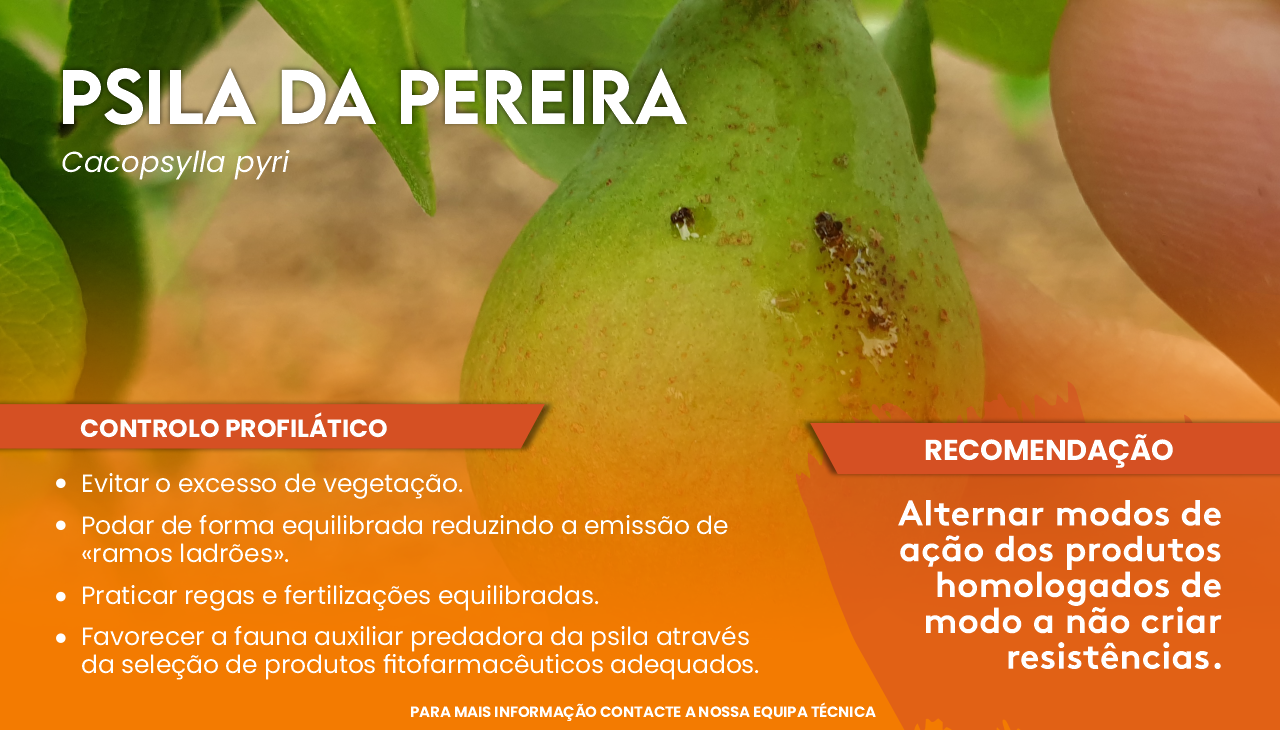 PSILA DA PEREIRA