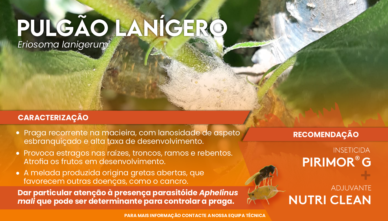 PULG�O LAN�GERO