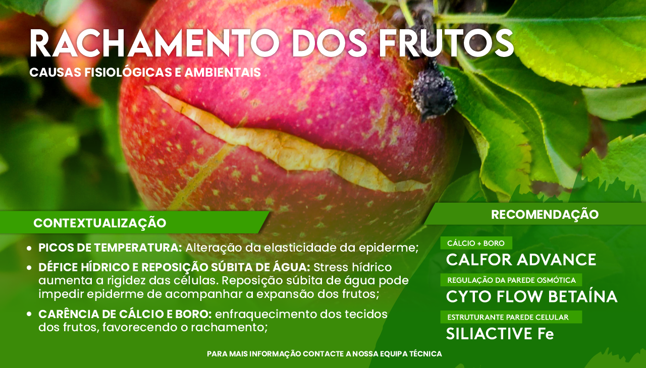 RACHAMENTO DOS FRUTOS: CAUSAS FISIOL�GICAS E AMBIENTAIS