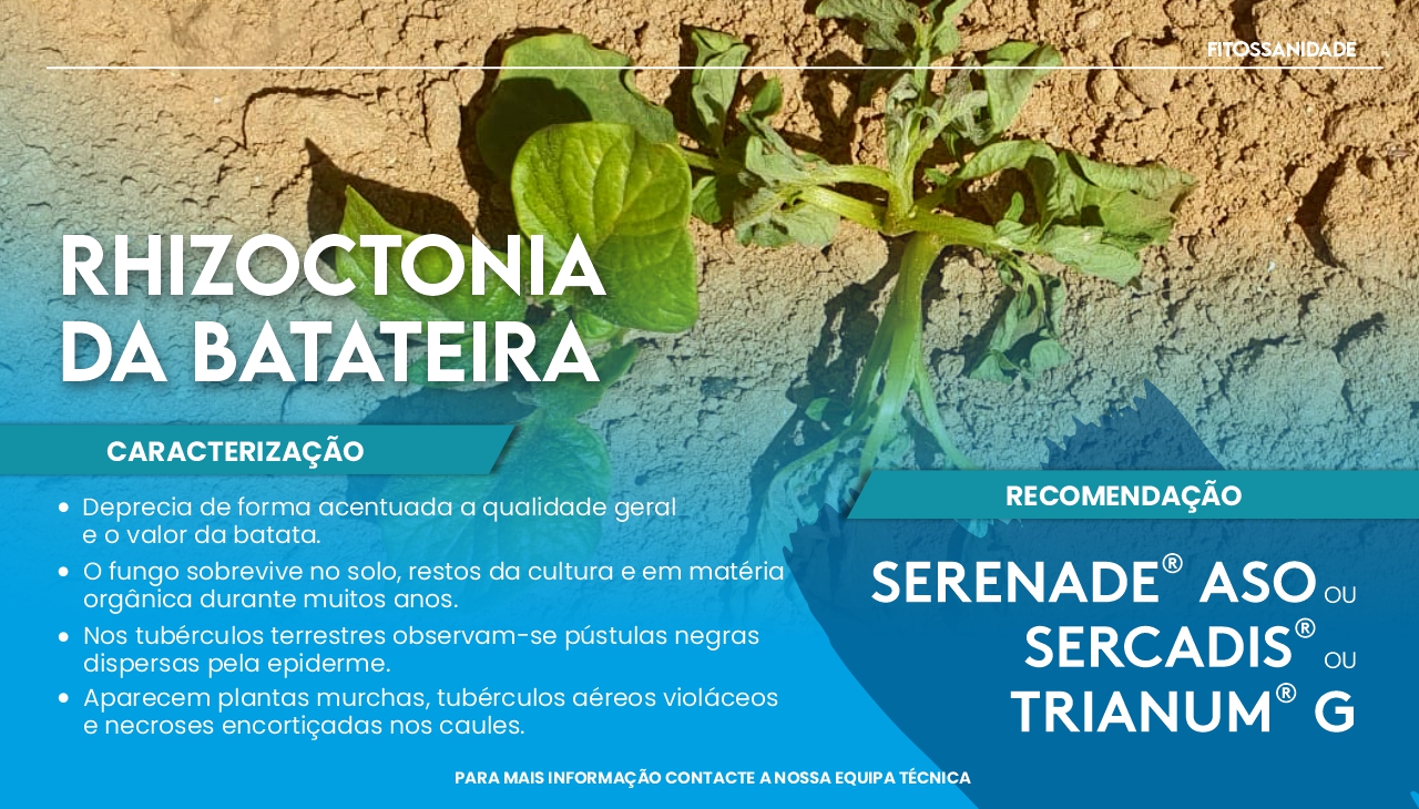 RHIZOCTONIA SOLANI DA BATATEIRA