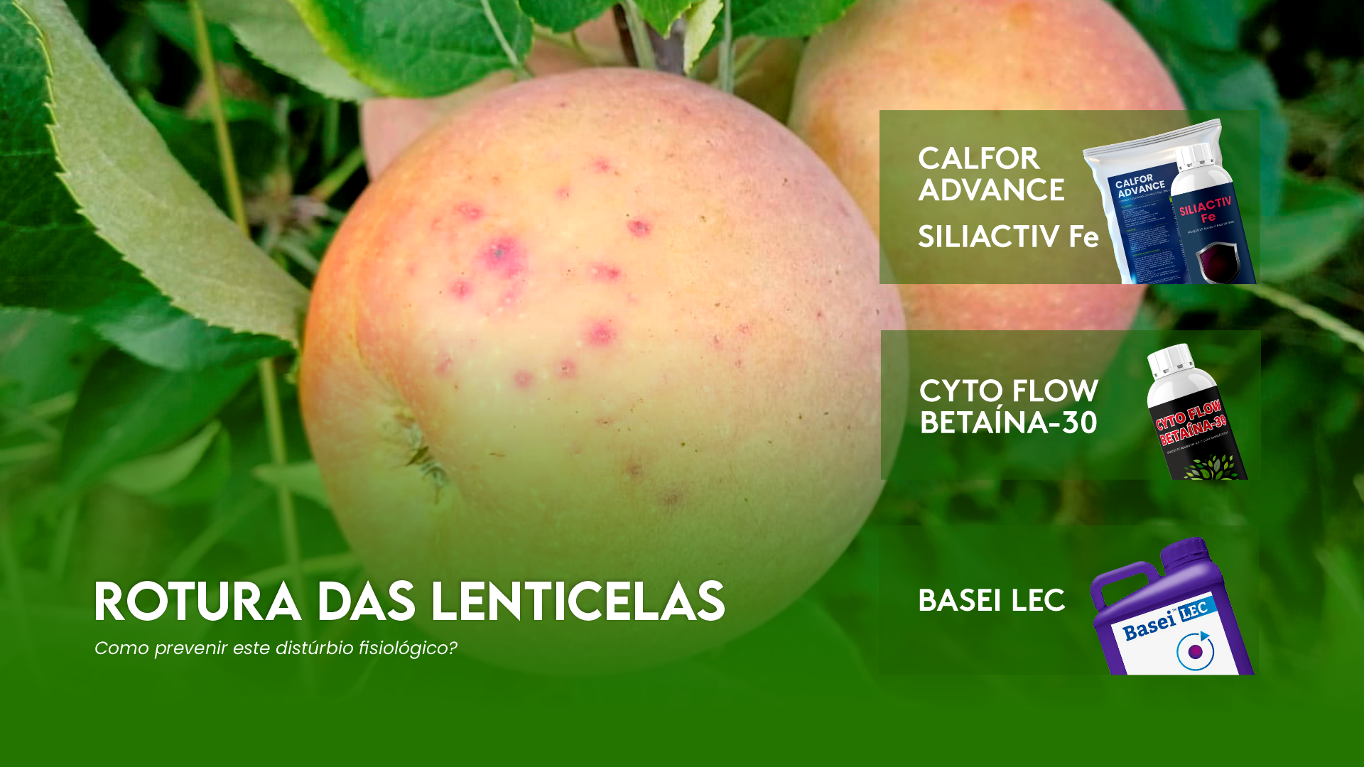 ROTURA DAS LENTICELAS