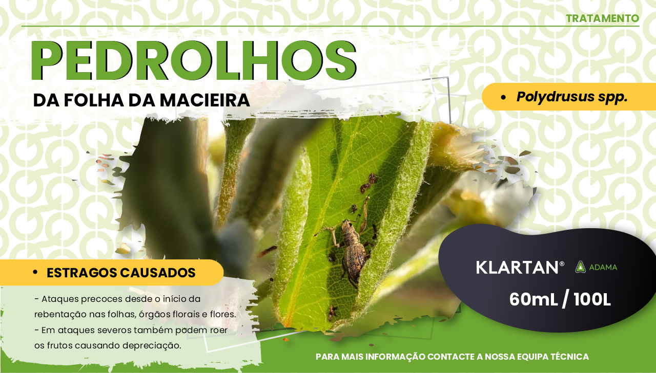 PEDROLHOS DA FOLHA DE MACIEIRA