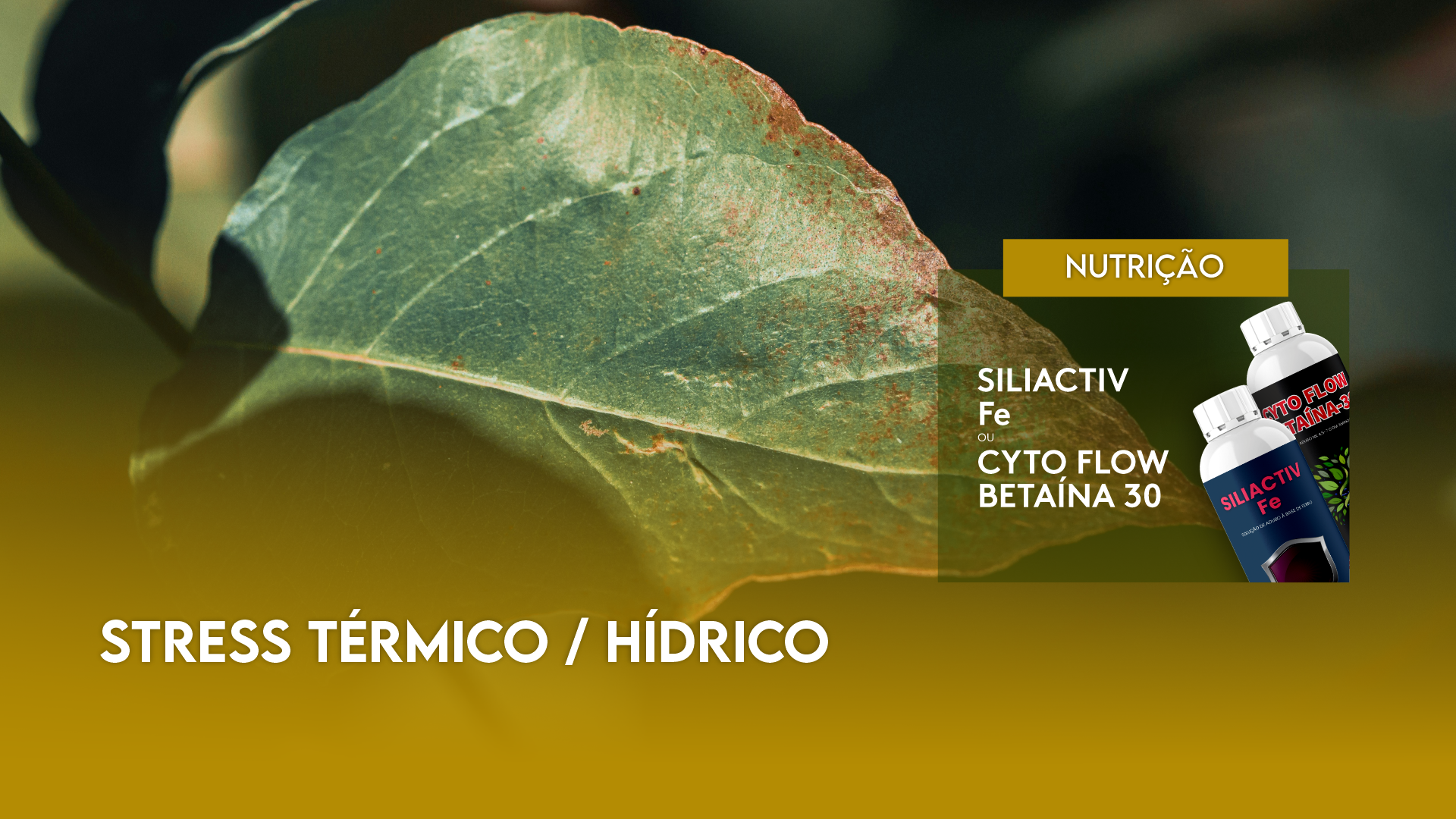 STRESS T�RMICO/H�DRICO