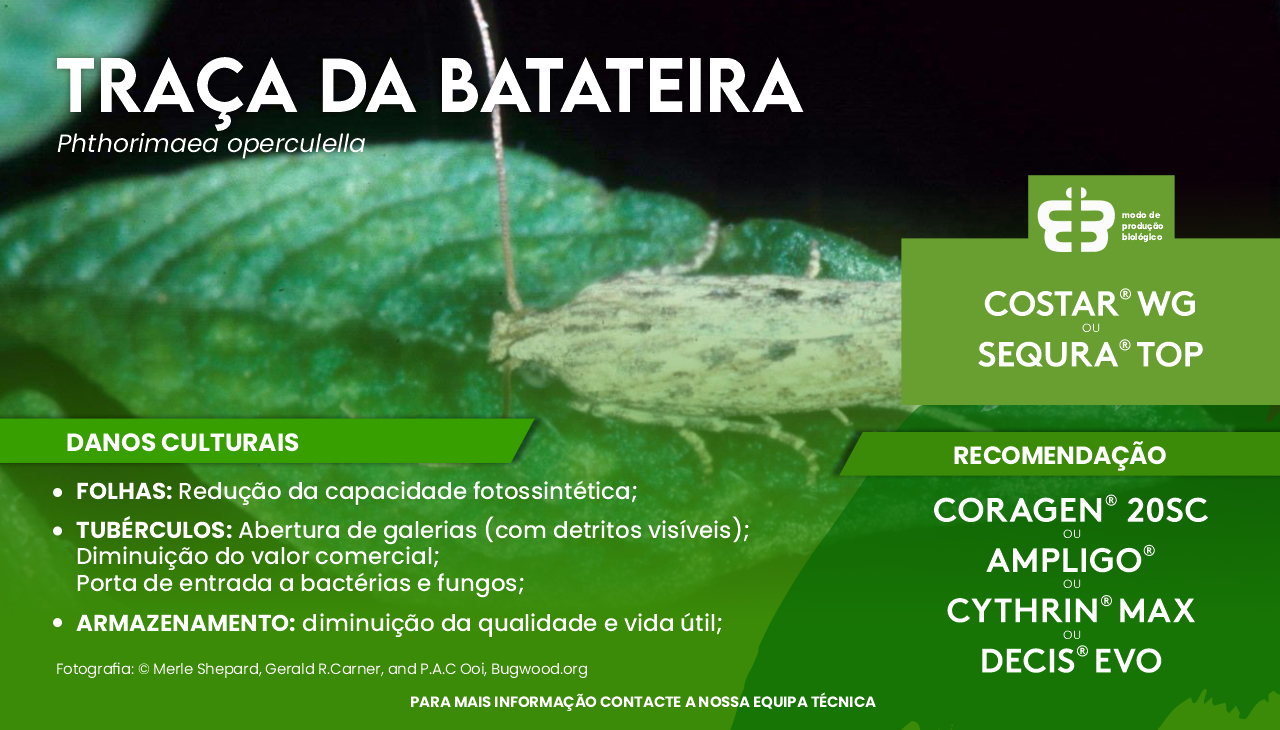 TRA�A DA BATATA