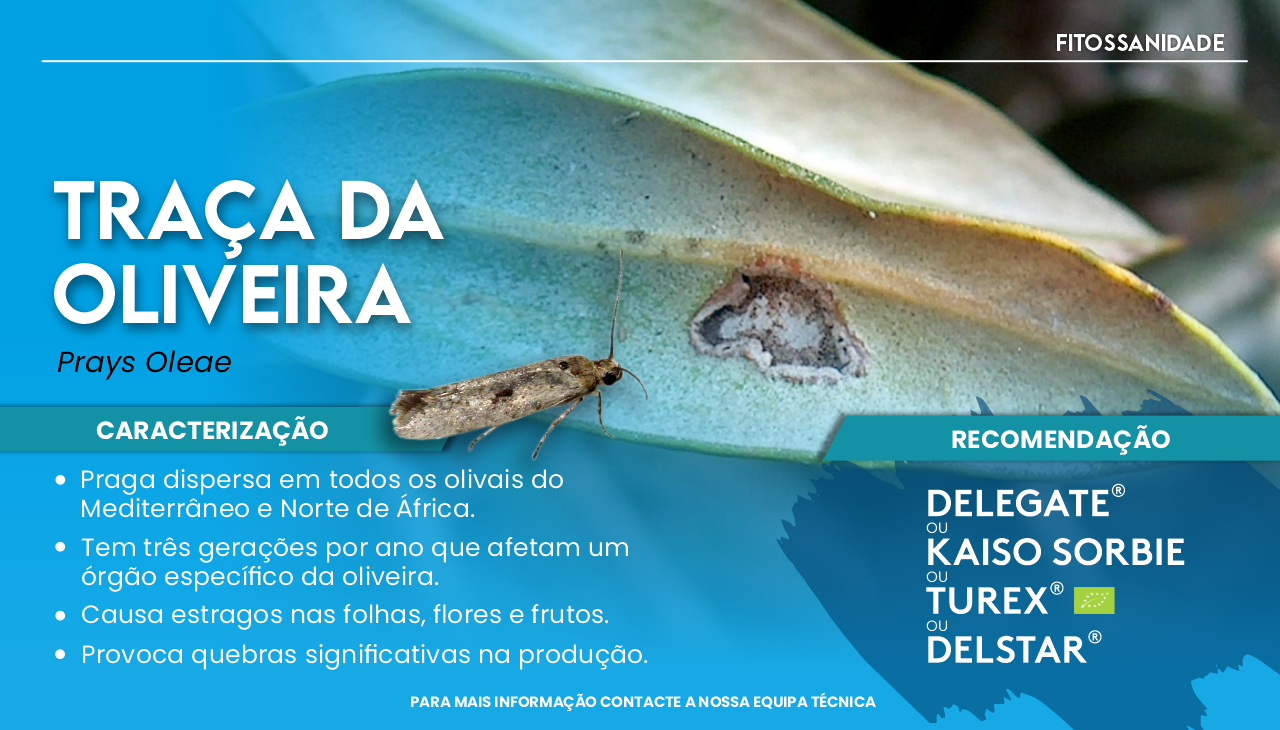 TRA�A DA OLIVEIRA