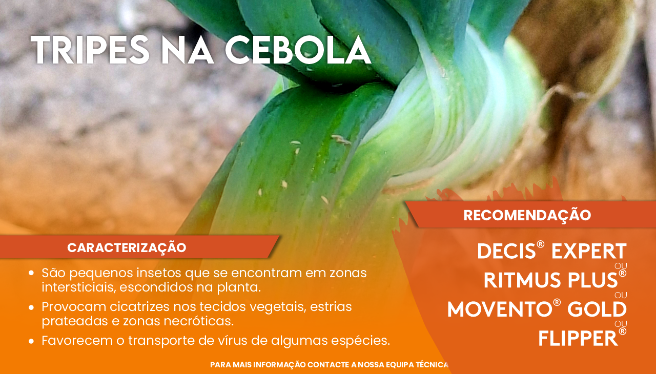 TRIPES NA CEBOLA