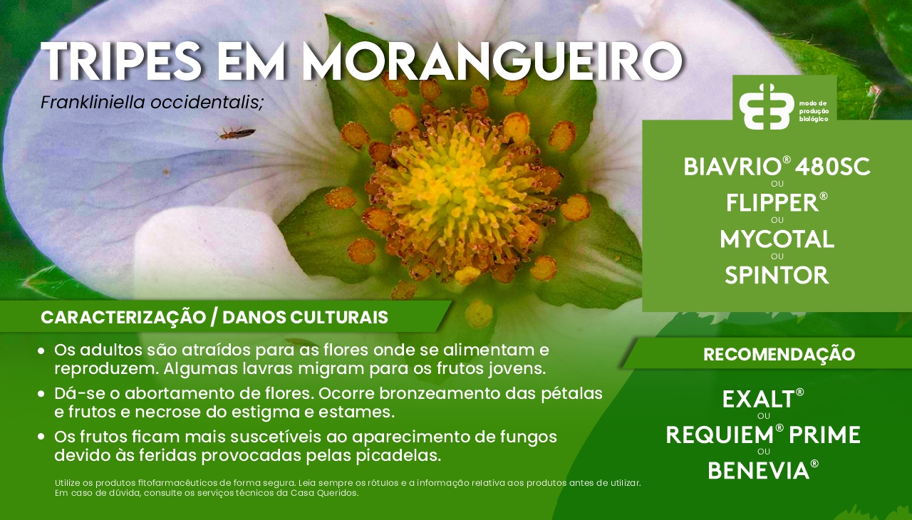 TRIPES EM MORANGUEIRO