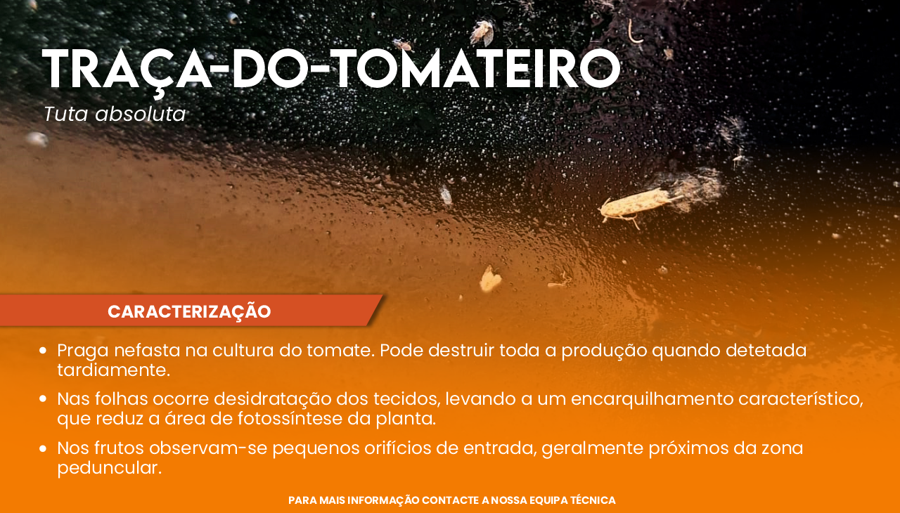 TRA�A-DO-TOMATEIRO (Tuta absoluta)