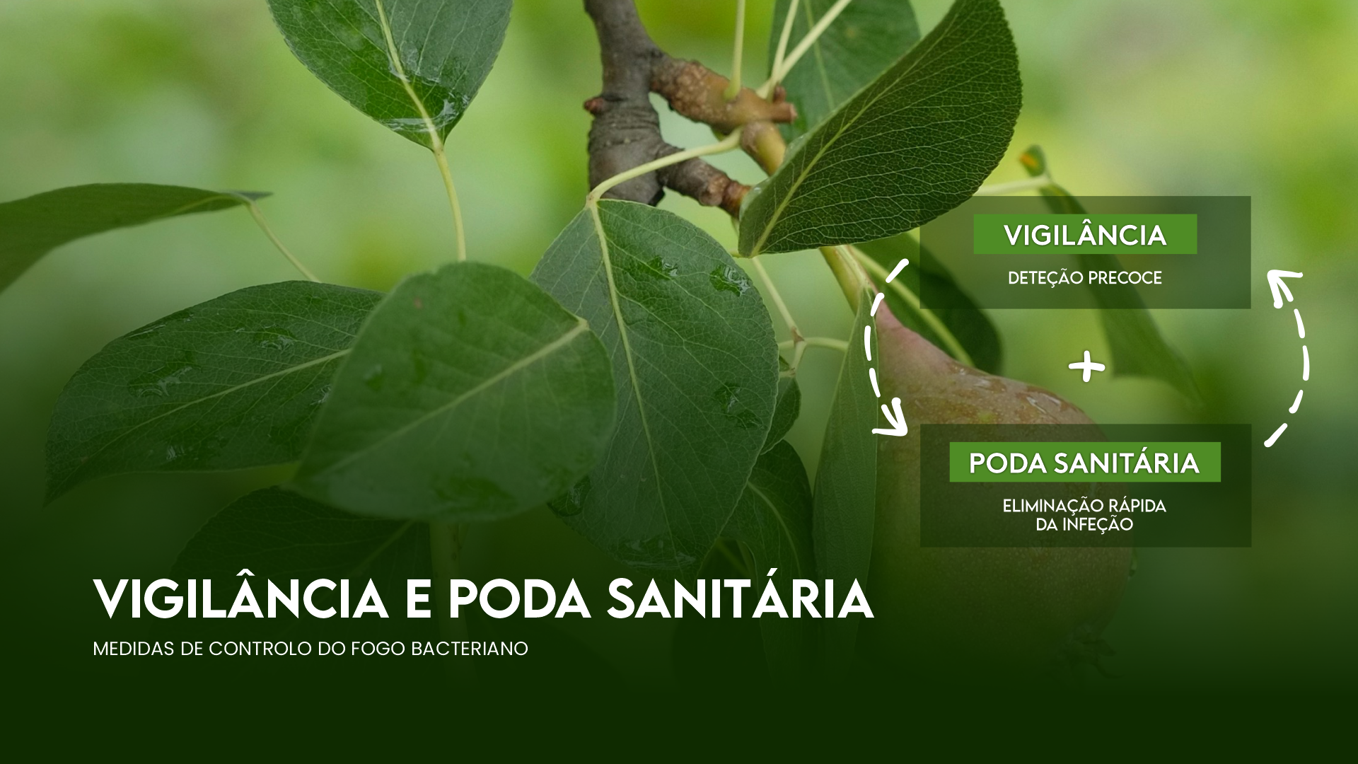 VIGIL�NCIA E PODA SANIT�RIA