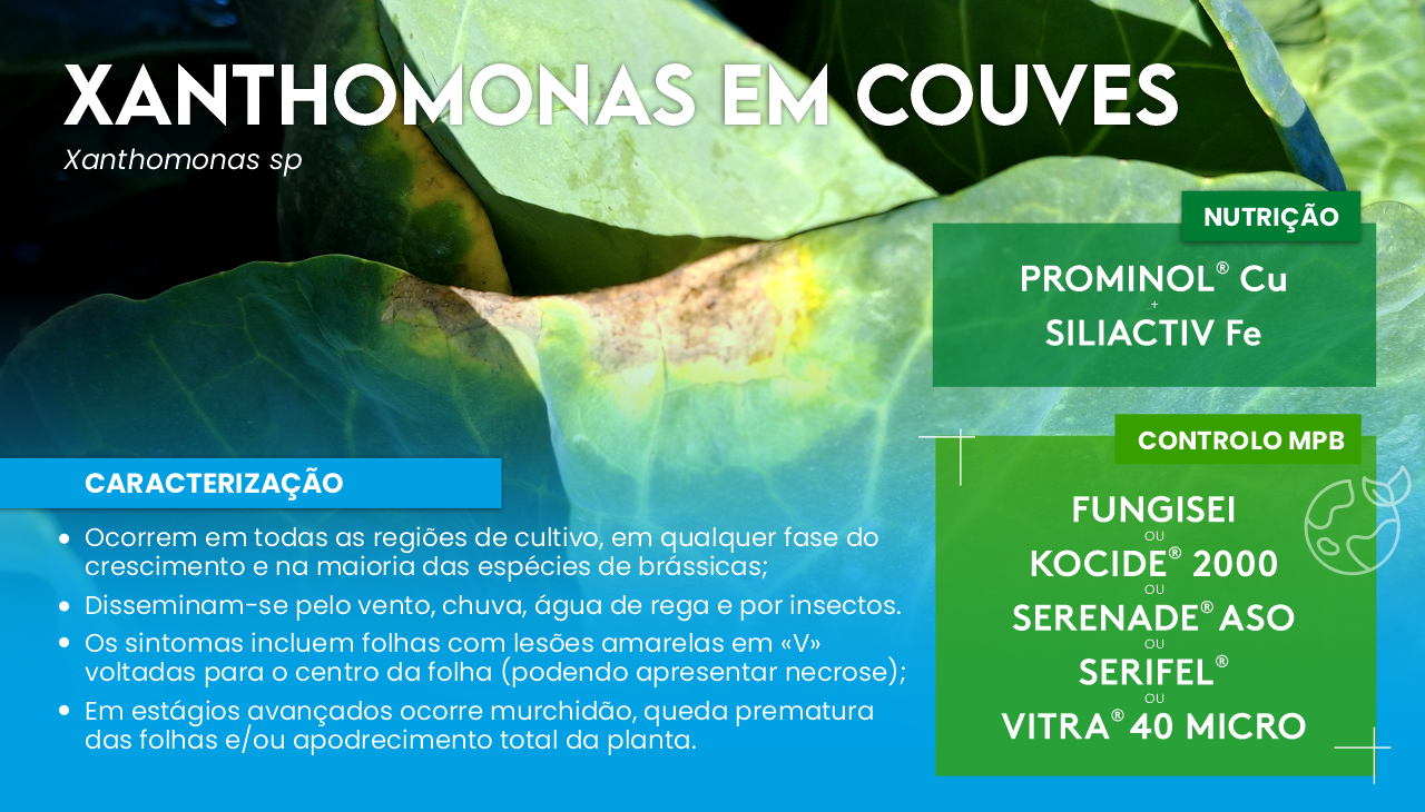 XANTHOMONAS EM COUVES